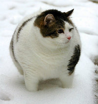 fatcat10